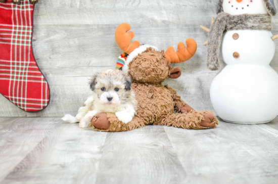 Havanese Pup Being Cute