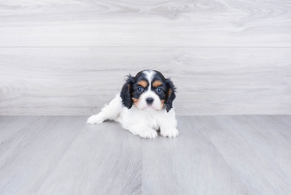 Cavalier King Charles Spaniel Puppy for Adoption