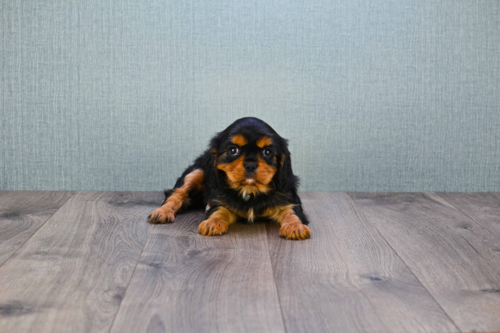 Best Cavalier King Charles Spaniel Baby