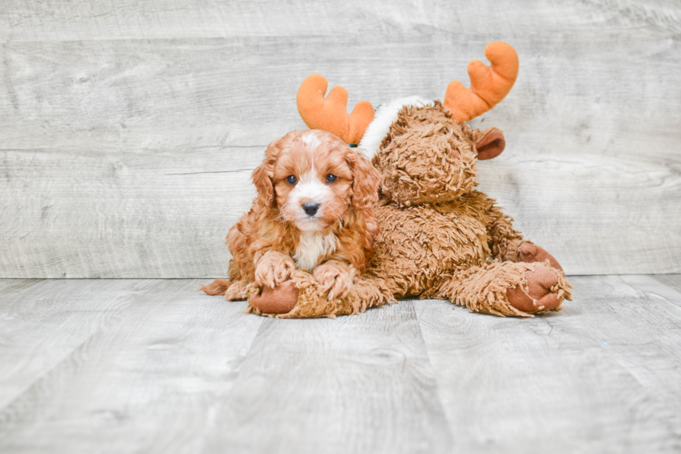 Energetic Cavoodle Poodle Mix Puppy