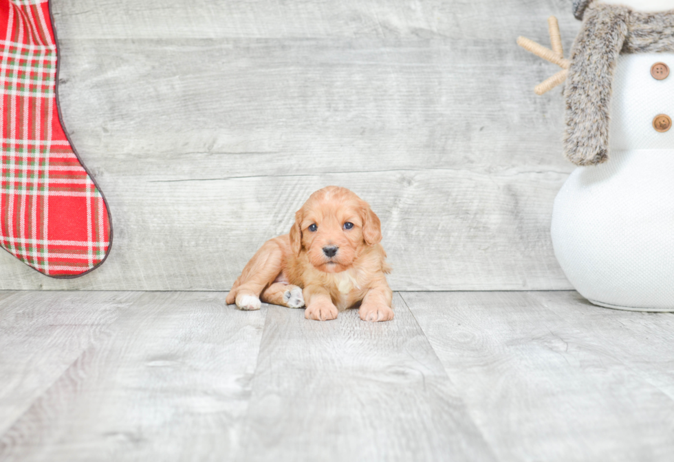 Cavapoo Pup Being Cute