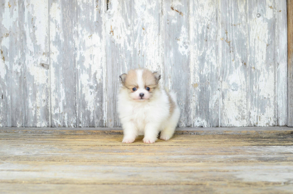 Happy Pomeranian Purebred Puppy