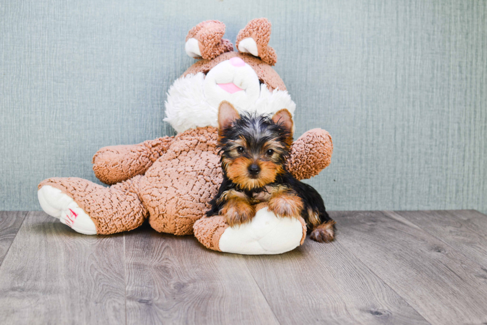 Meet Stevo - our Yorkshire Terrier Puppy Photo 