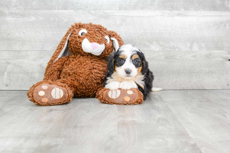 Fluffy Mini Bernedoodle Poodle Mix Pup