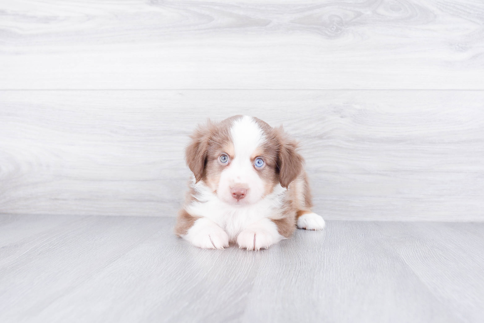 Happy Mini Aussiedoodle Baby