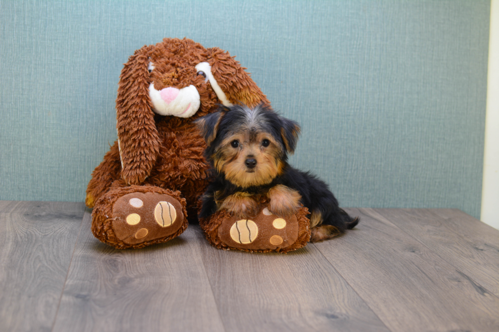 Meet Avery - our Yorkshire Terrier Puppy Photo 