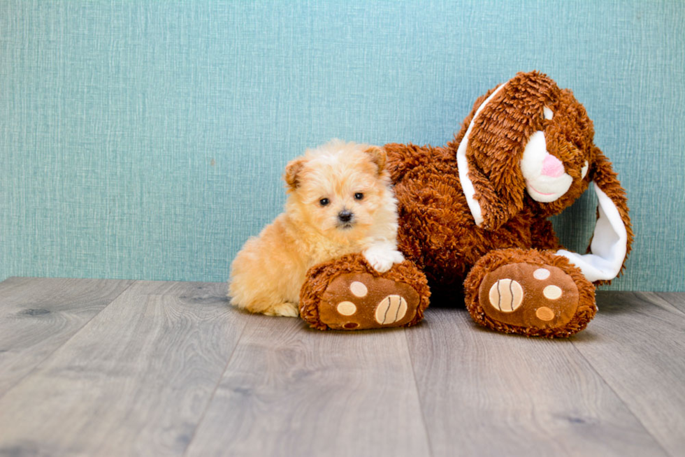 Maltipoo Pup Being Cute