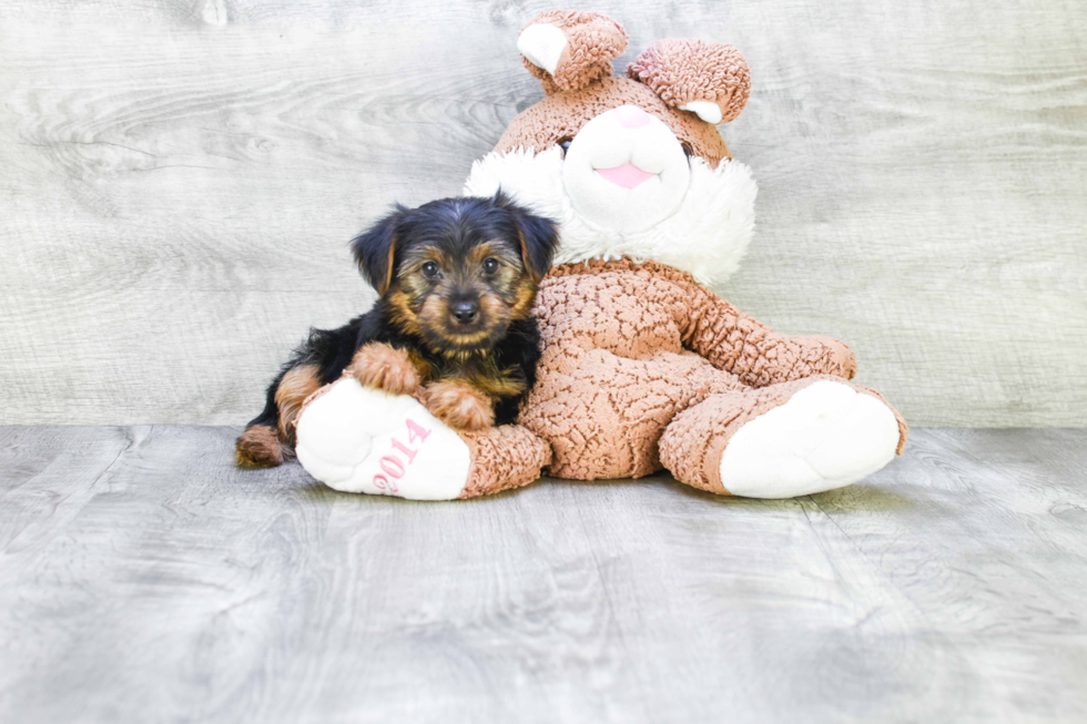 Meet Joey - our Yorkshire Terrier Puppy Photo 