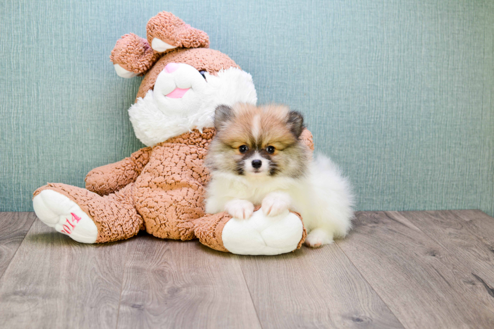 Sweet Pomeranian Purebred Puppy