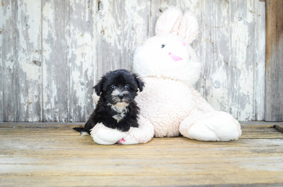 Friendly Morkie Baby