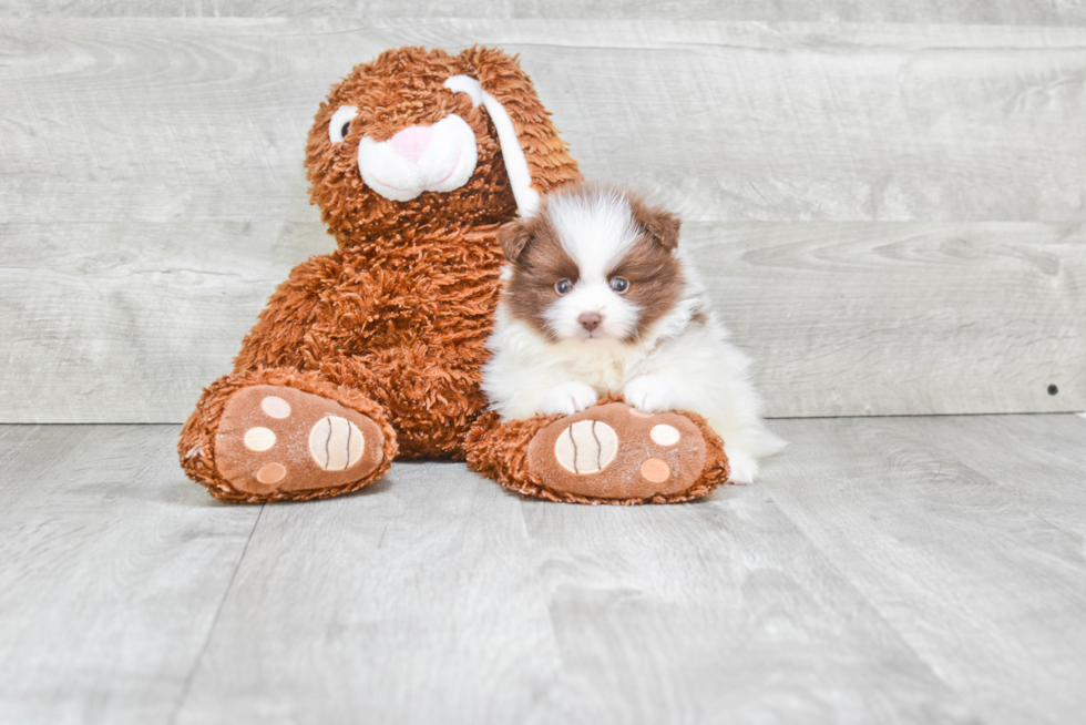 Playful Pomeranian Purebred Pup