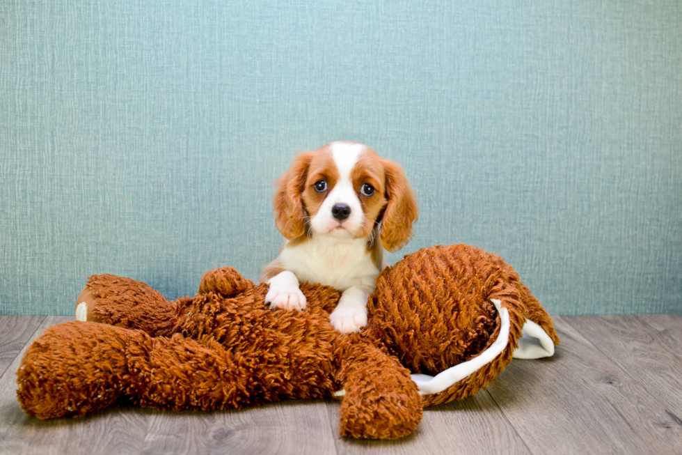 Akc Registered Cavalier King Charles Spaniel Baby