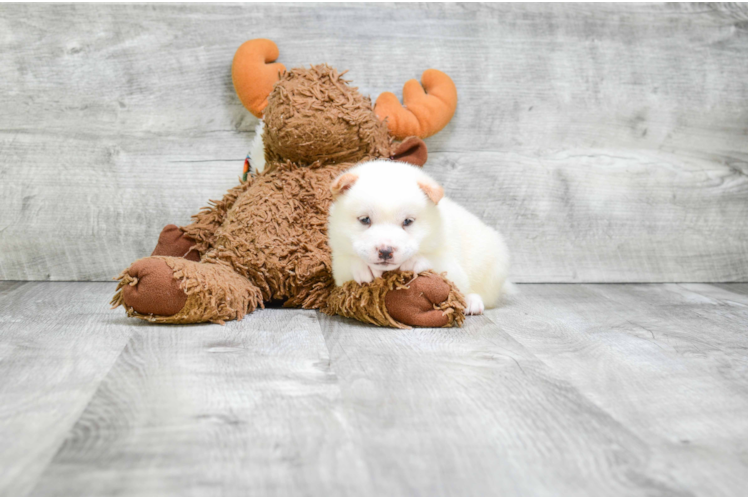 Cute Shiba Inu Baby