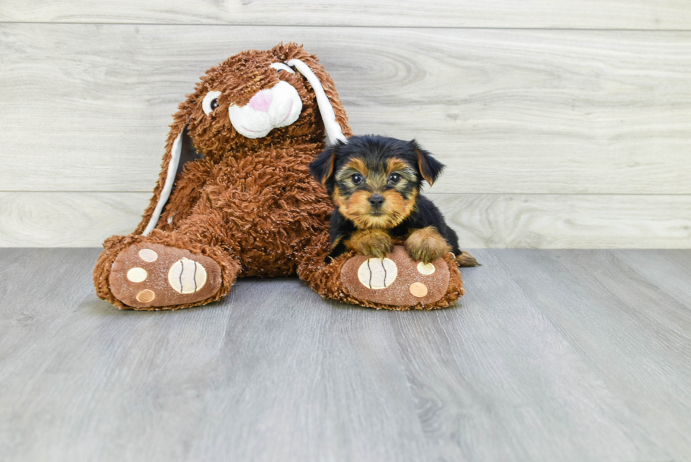 Meet Avery - our Yorkshire Terrier Puppy Photo 