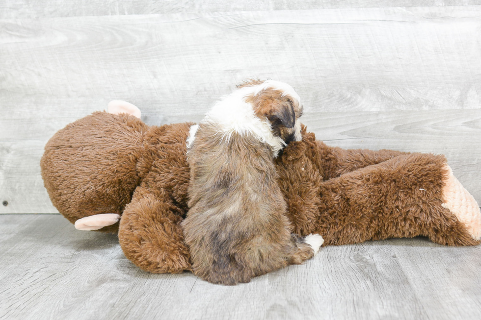 Best Mini Aussiedoodle Baby