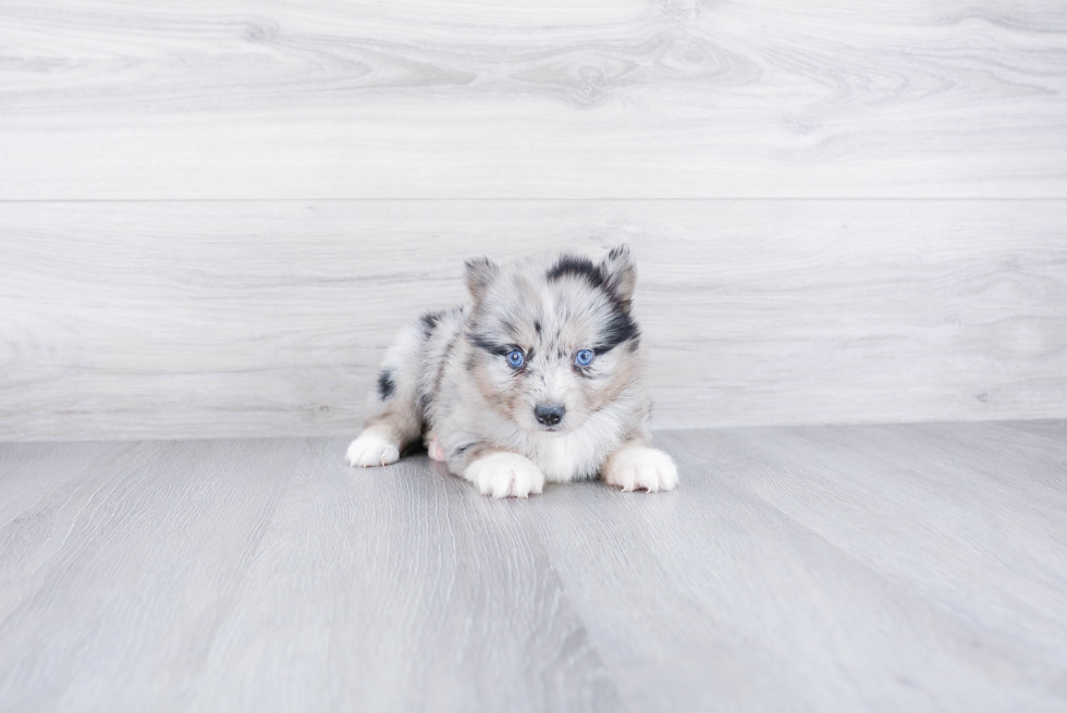 Popular Pomsky Designer Pup