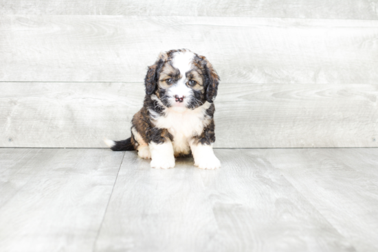 Mini Bernedoodle Puppy for Adoption