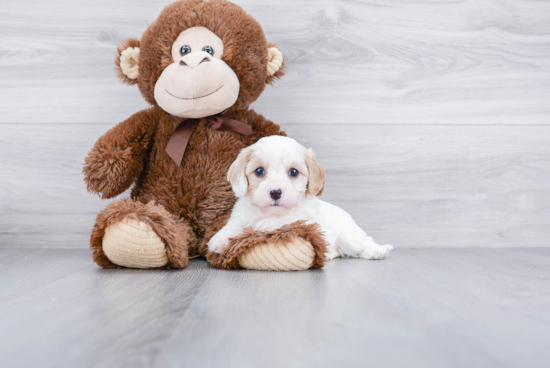 Cavachon Pup Being Cute