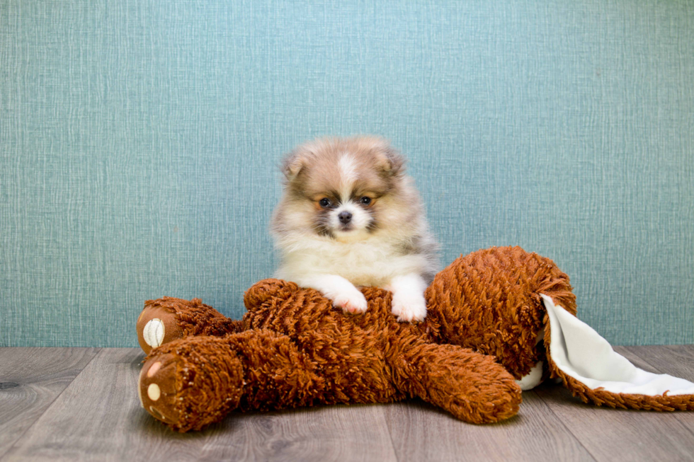 Pomeranian Pup Being Cute