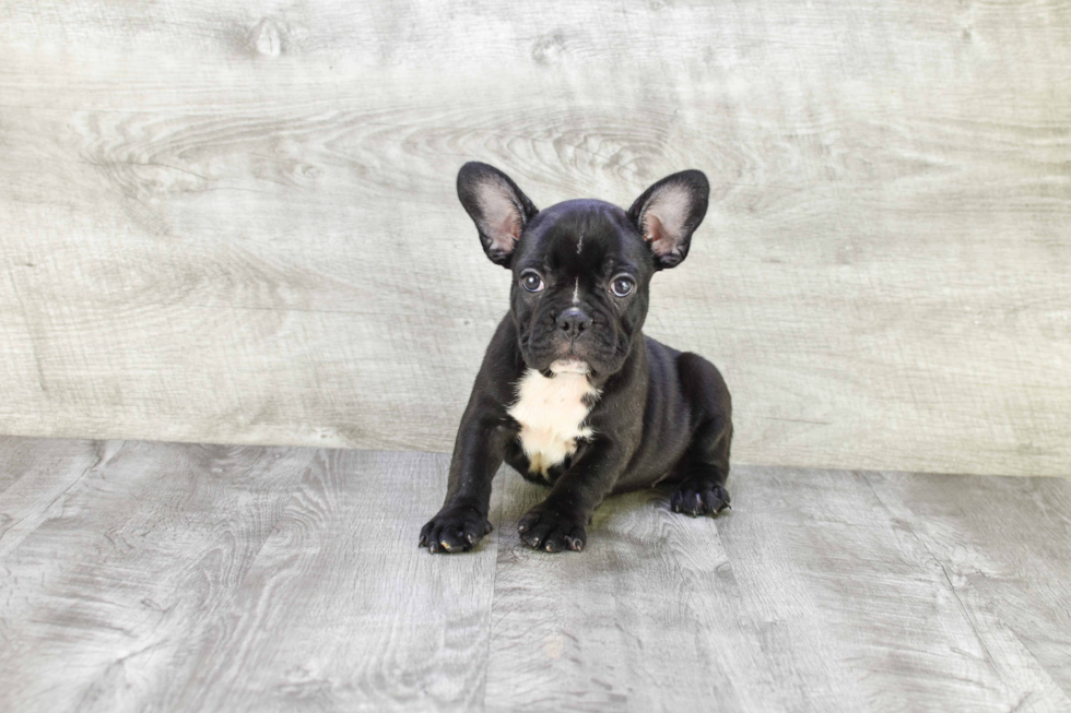 French Bulldog Puppy for Adoption