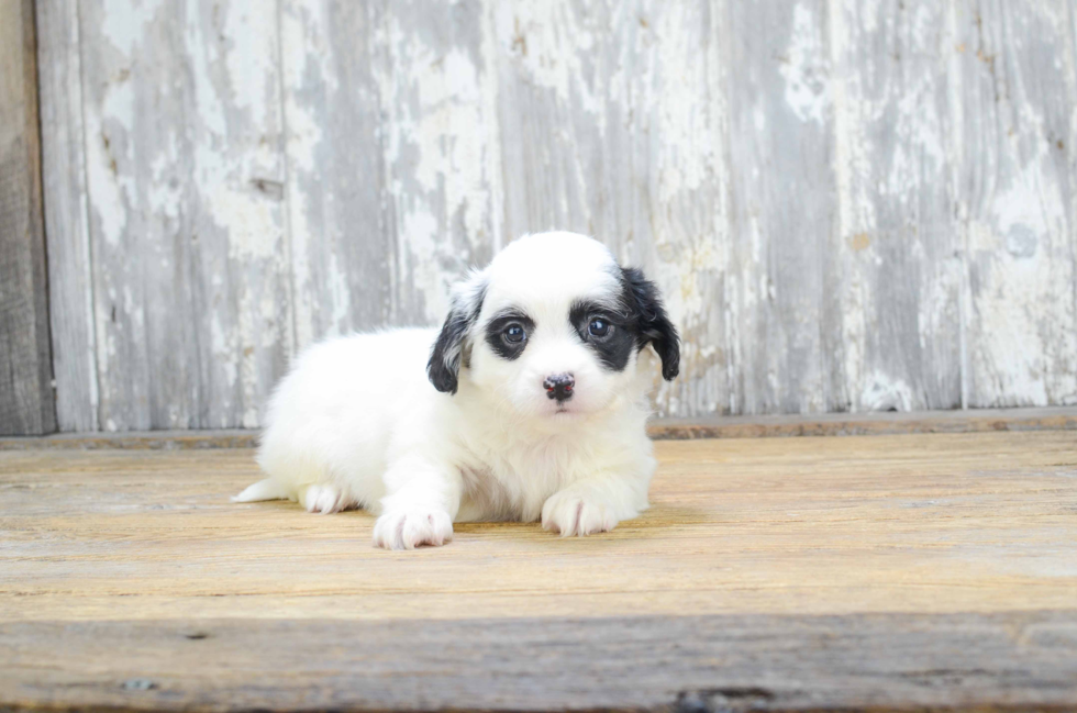 Teddy Bear Puppy for Adoption