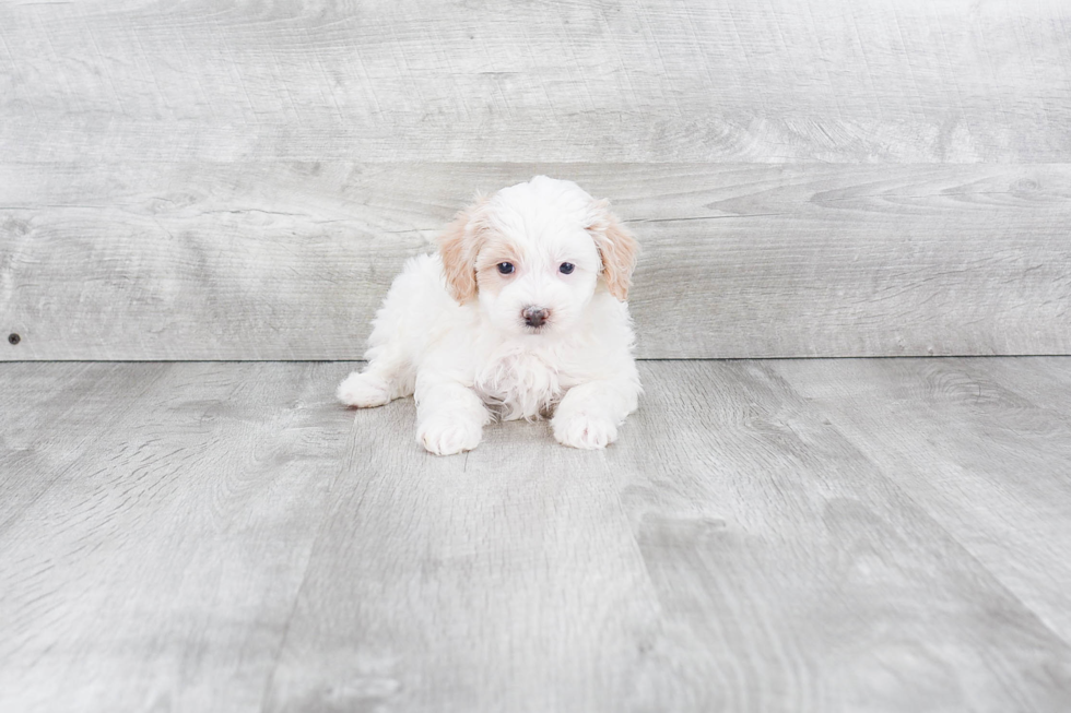 Maltipoo Puppy for Adoption