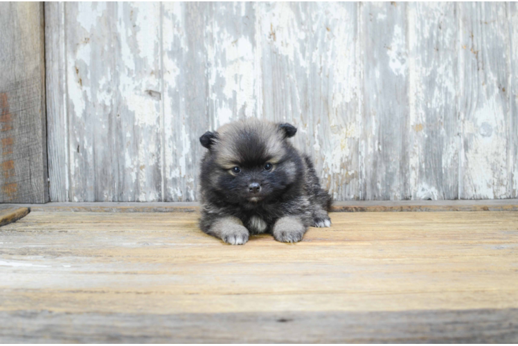 Popular Pomeranian Purebred Pup