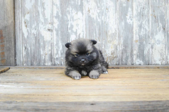 Popular Pomeranian Purebred Pup