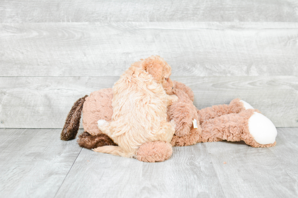 Fluffy Maltipoo Poodle Mix Pup