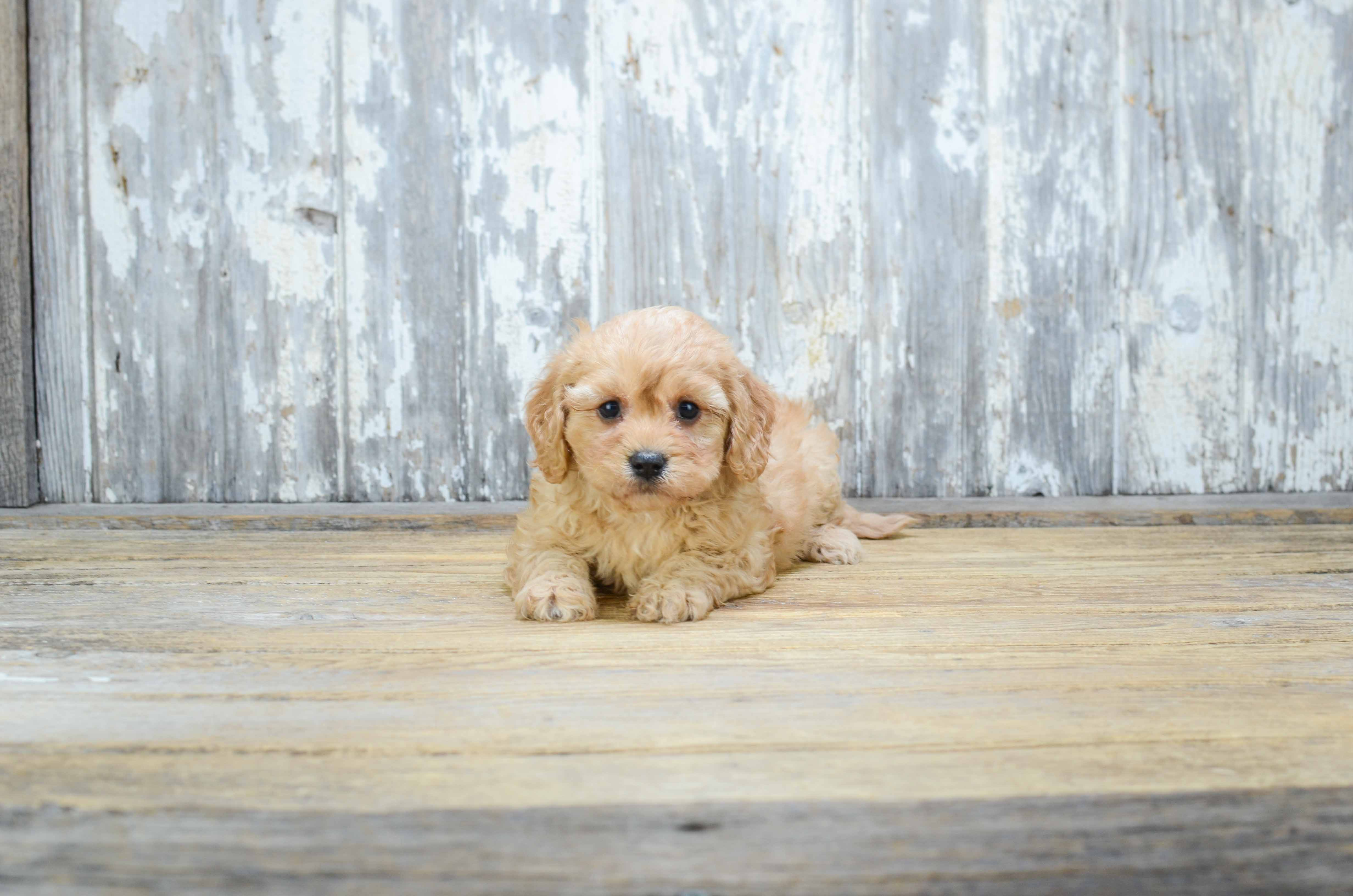 Best Cavachon Baby