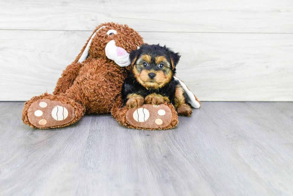 Meet Jeremy - our Yorkshire Terrier Puppy Photo 