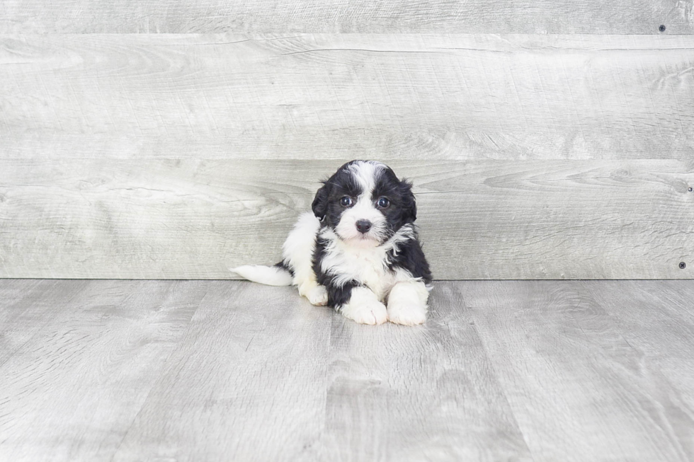 Havanese Puppy for Adoption