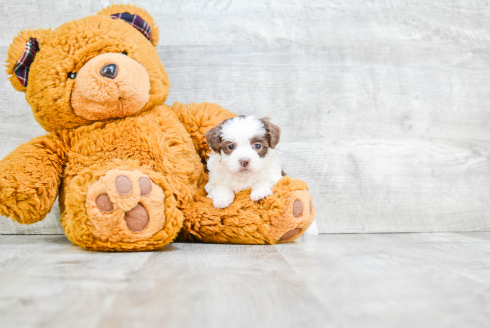 Petite Teddy Bear Designer Pup