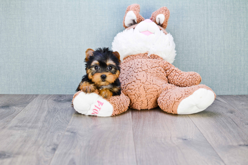 Meet Giselle - our Yorkshire Terrier Puppy Photo 