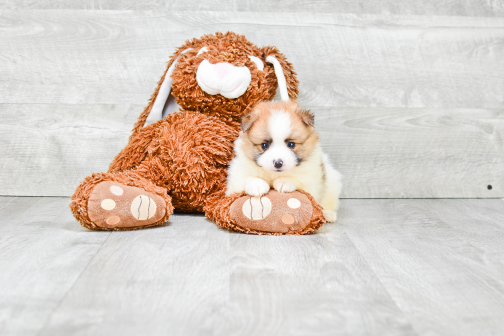 Pomeranian Puppy for Adoption