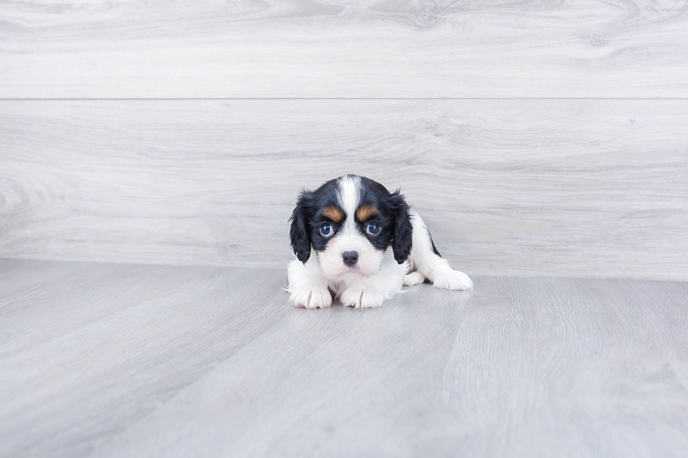 Petite Cavalier King Charles Spaniel Purebred Puppy
