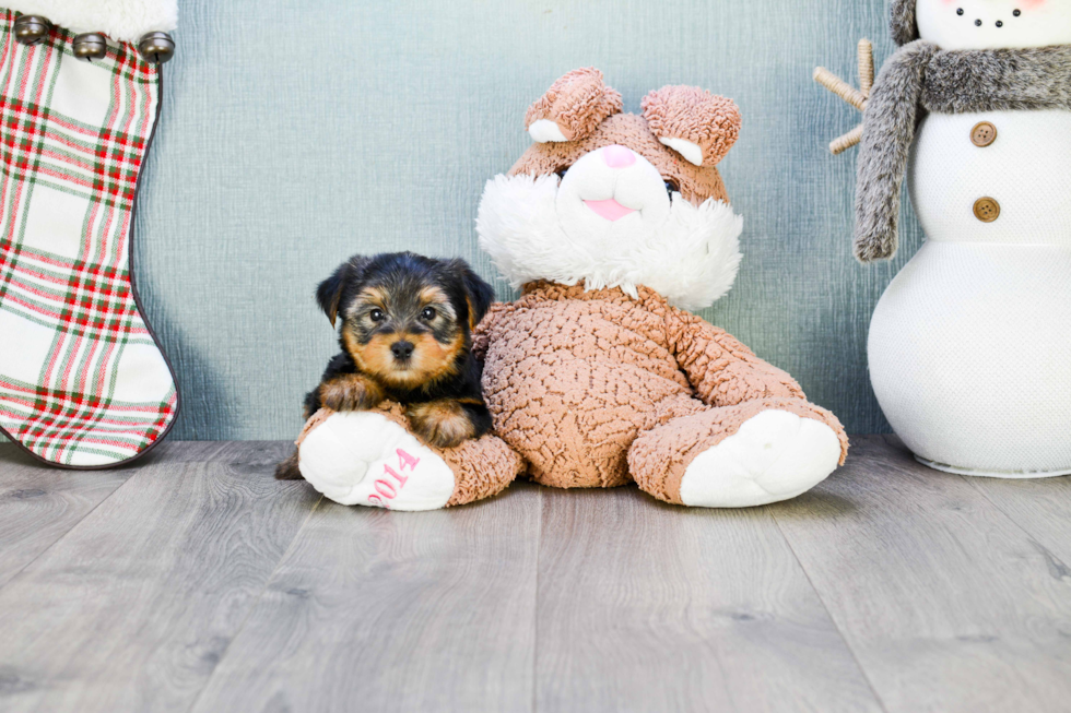 Meet Timmy - our Yorkshire Terrier Puppy Photo 