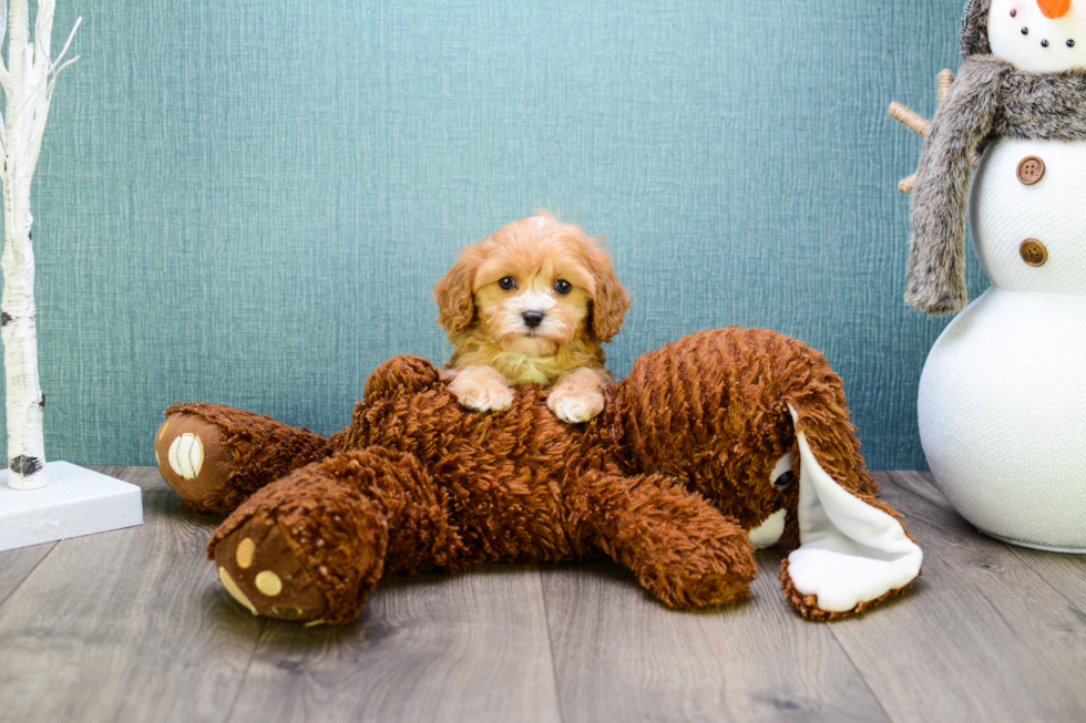 Small Cavapoo Baby