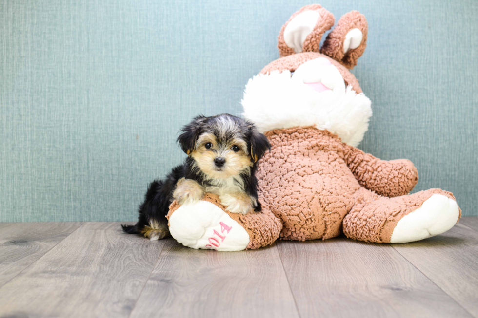 Morkie Puppy for Adoption