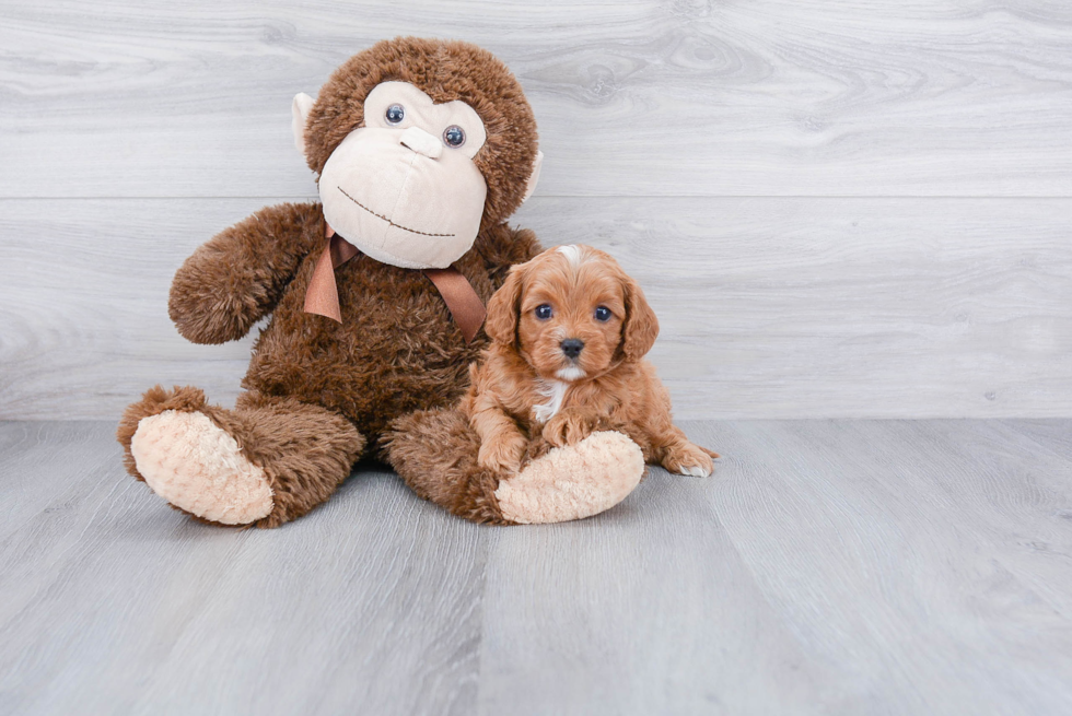 Best Cavapoo Baby