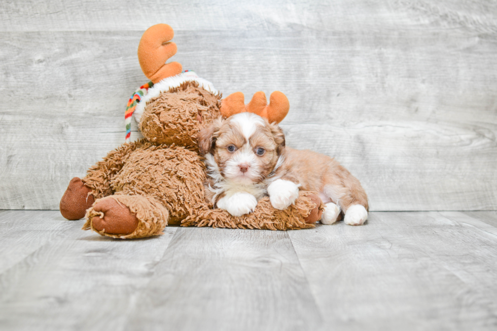 Happy Teddy Bear Baby