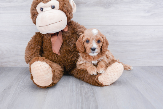 Cavapoo Pup Being Cute