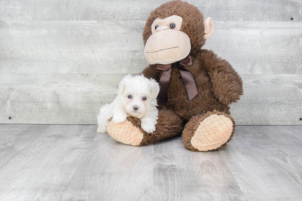 Maltipoo Puppy for Adoption