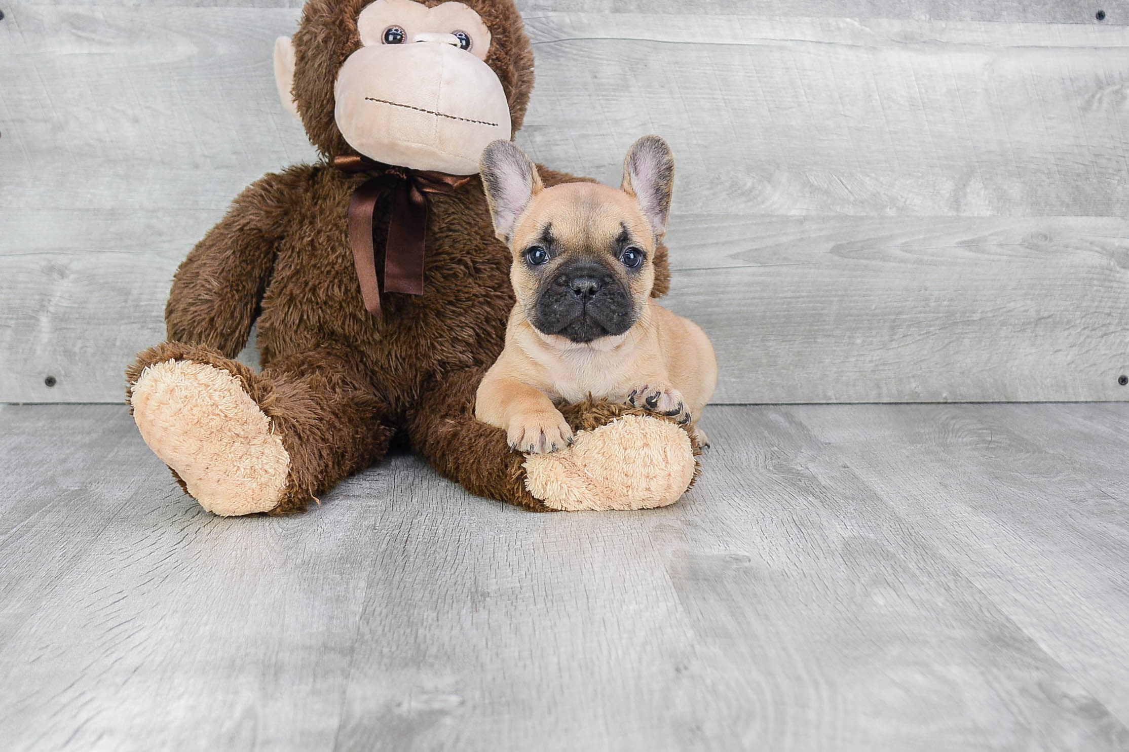 Best French Bulldog Baby