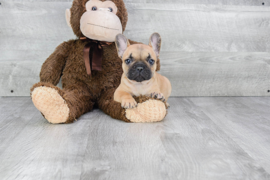 Best French Bulldog Baby