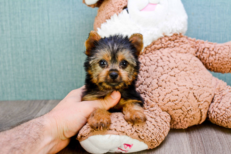 Meet Twinkle - our Yorkshire Terrier Puppy Photo 