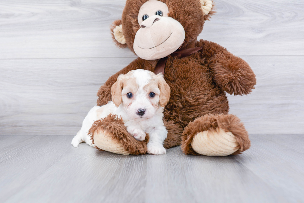 Friendly Cavachon Baby