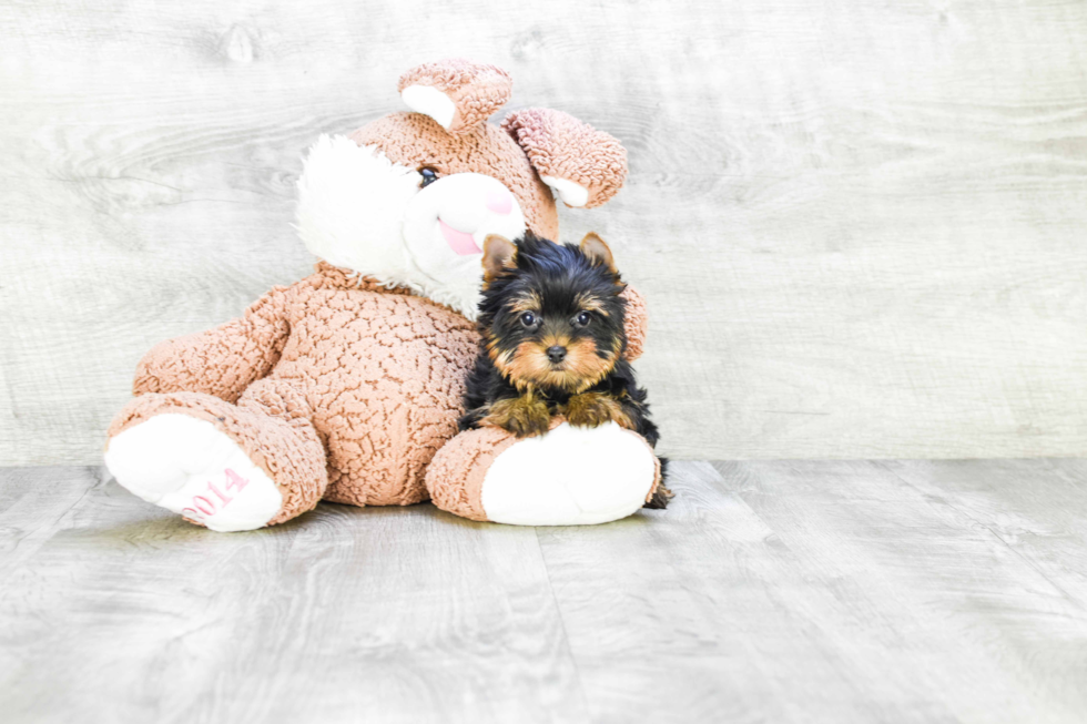 Meet Becca - our Yorkshire Terrier Puppy Photo 