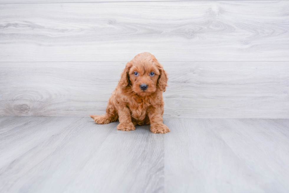 Popular Mini Goldendoodle Poodle Mix Pup