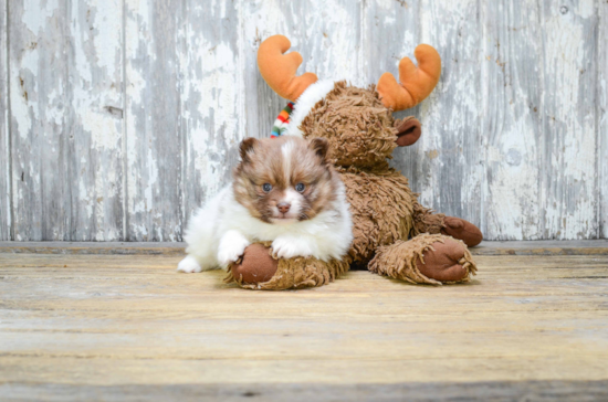 Friendly Pomeranian Purebred Pup